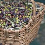 Olive Taggiasche appena raccolte Olive Taggiasche appena raccolte